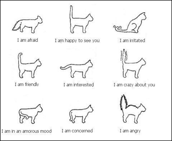 Scopriamo il linguaggio della coda dei gatti - I Miei Animali