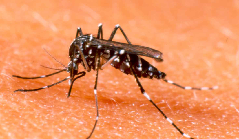 rimedi contro le zanzare 