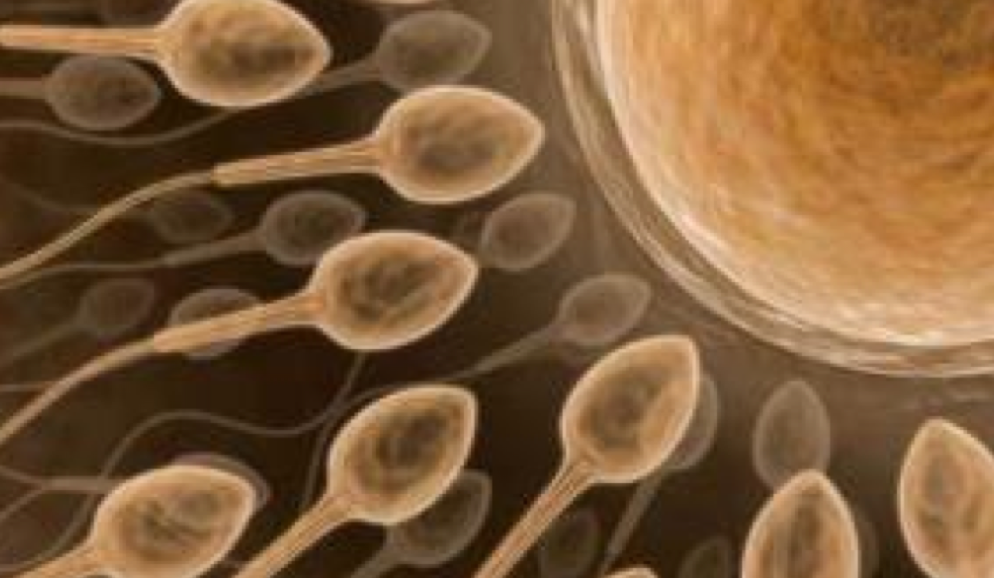 sperma congelato aiuta la fecondazione