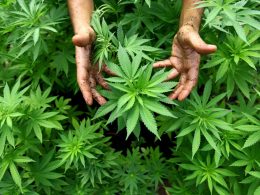 marijuana