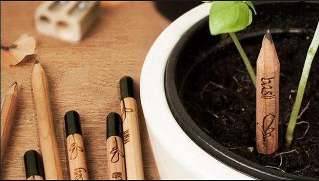 matita-ecologica-pianta-sprout