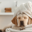 Spa per cani Dog Relais Aeroporto Fiumicino