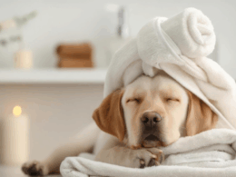 Spa per cani Dog Relais Aeroporto Fiumicino